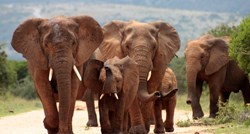 Bocvana želi ubijati slonove i od njih raditi hranu za kućne ljubimce